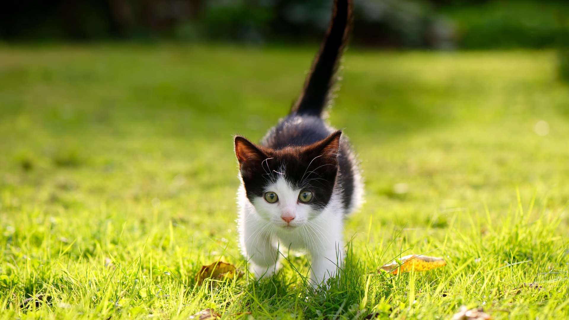 不合时宜的王者，纳达尔用最不纳达尔的方式，征服硬地之巅