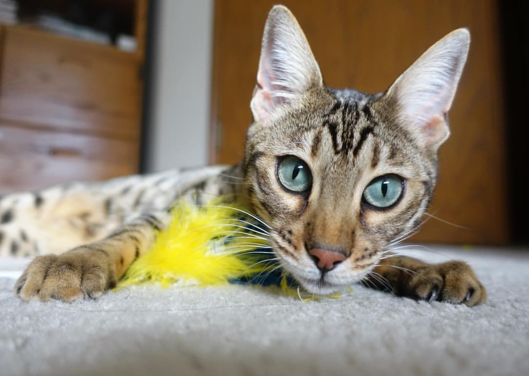 爱游戏入口-冰封墨尔本，鲁德在澳网撕裂德约温网王权，一项百年仅见的翻盘纪录