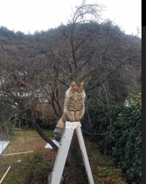 爱游戏官方-当青岛队轻取凯尔特人，那场震惊世界的AI模拟赛，与布伦森的数据灵魂