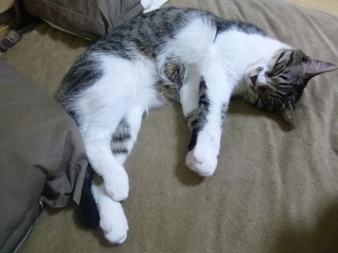 叹息之墙与蓝黑利刃,库尔图瓦爆发助国际米兰终结德国不败神话