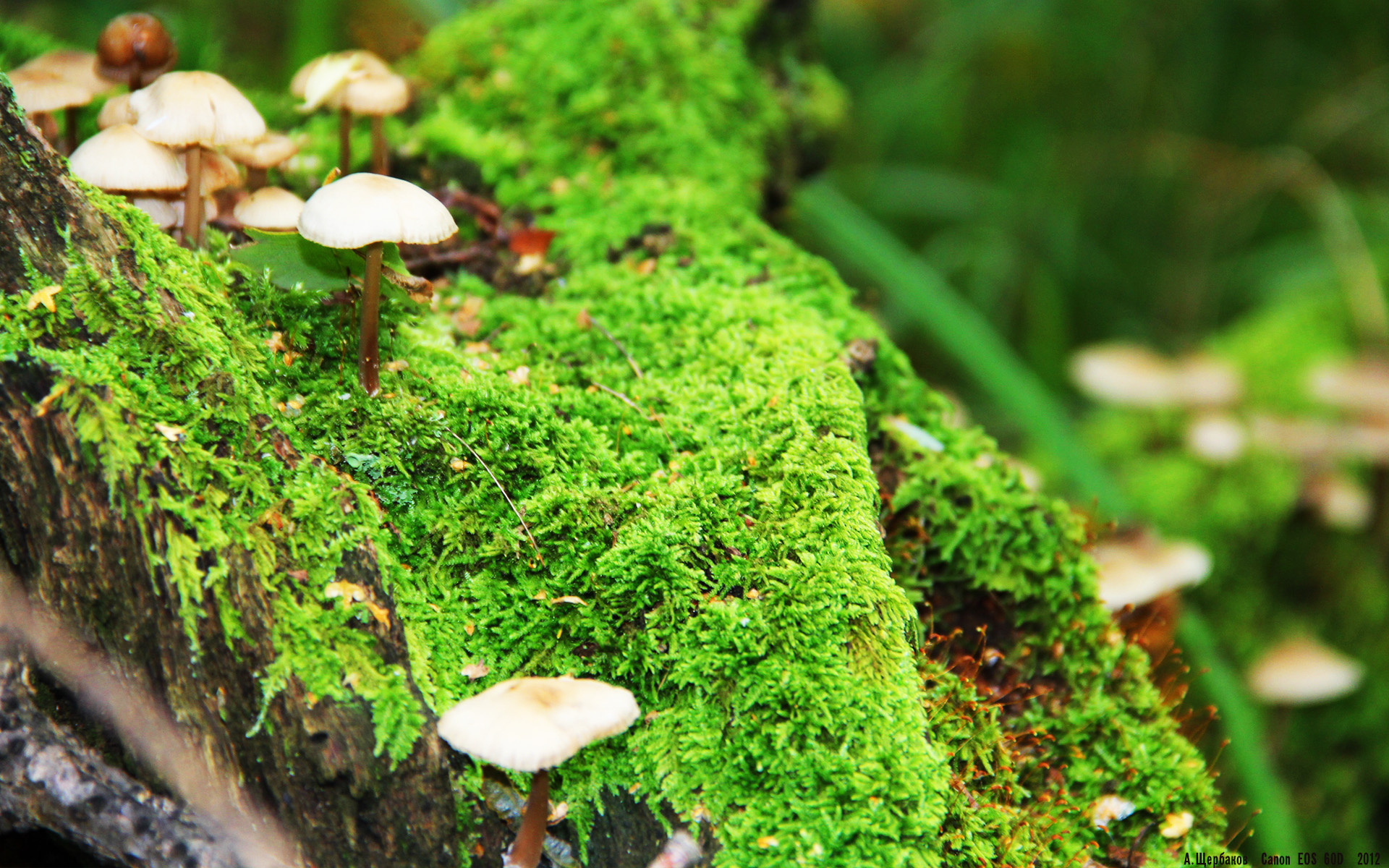 火力全开！阿根廷5-0横扫牙买加，布雷默三射一传演绎关键先生