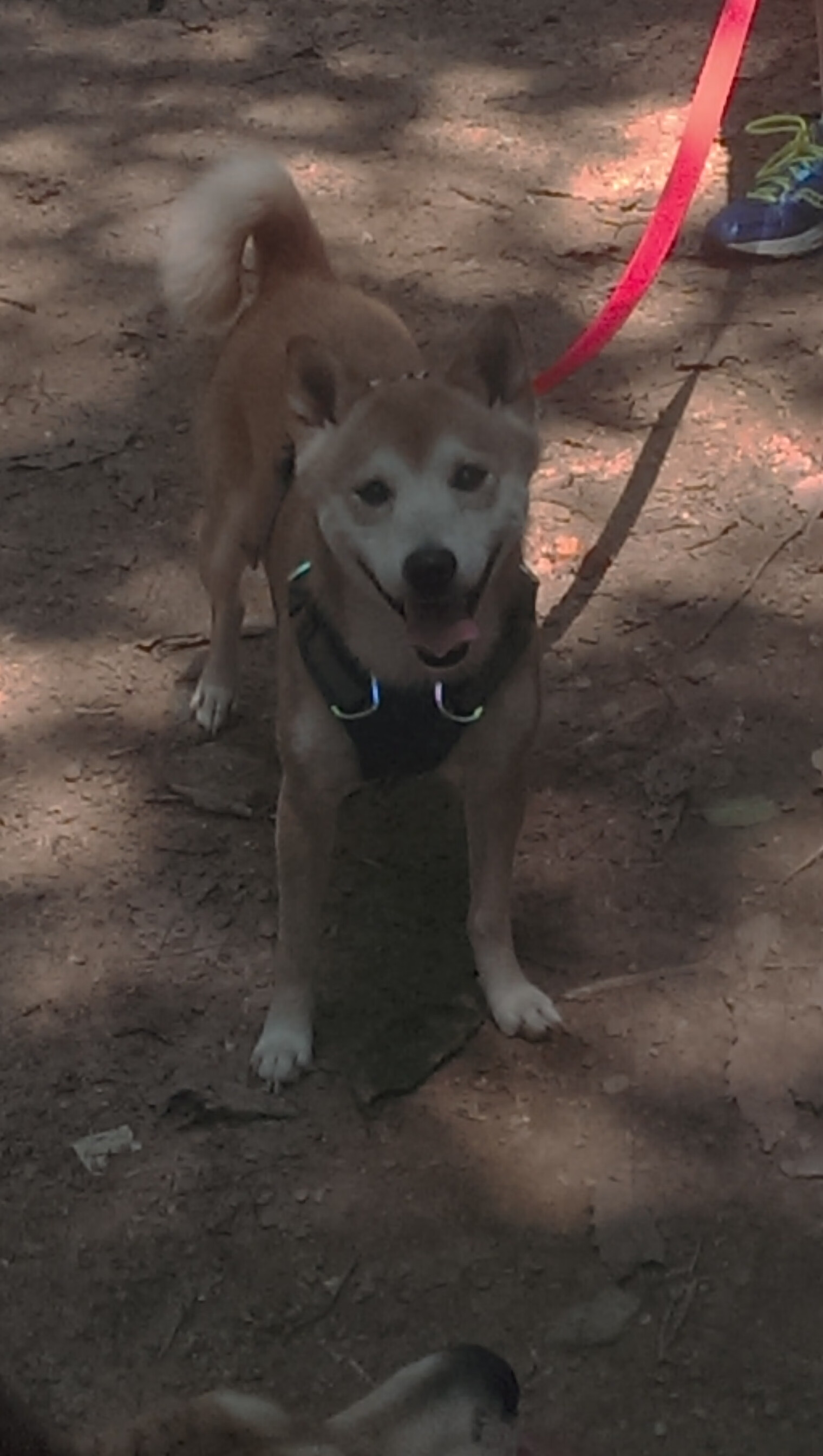 欧文式暴君，当个人英雄主义成为唯一秩序，广厦新王如何重塑CBA权力版图？