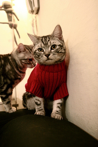 逆风之下,他是扭转一切的风暴眼—米切尔用17.6秒定义何谓关键先生