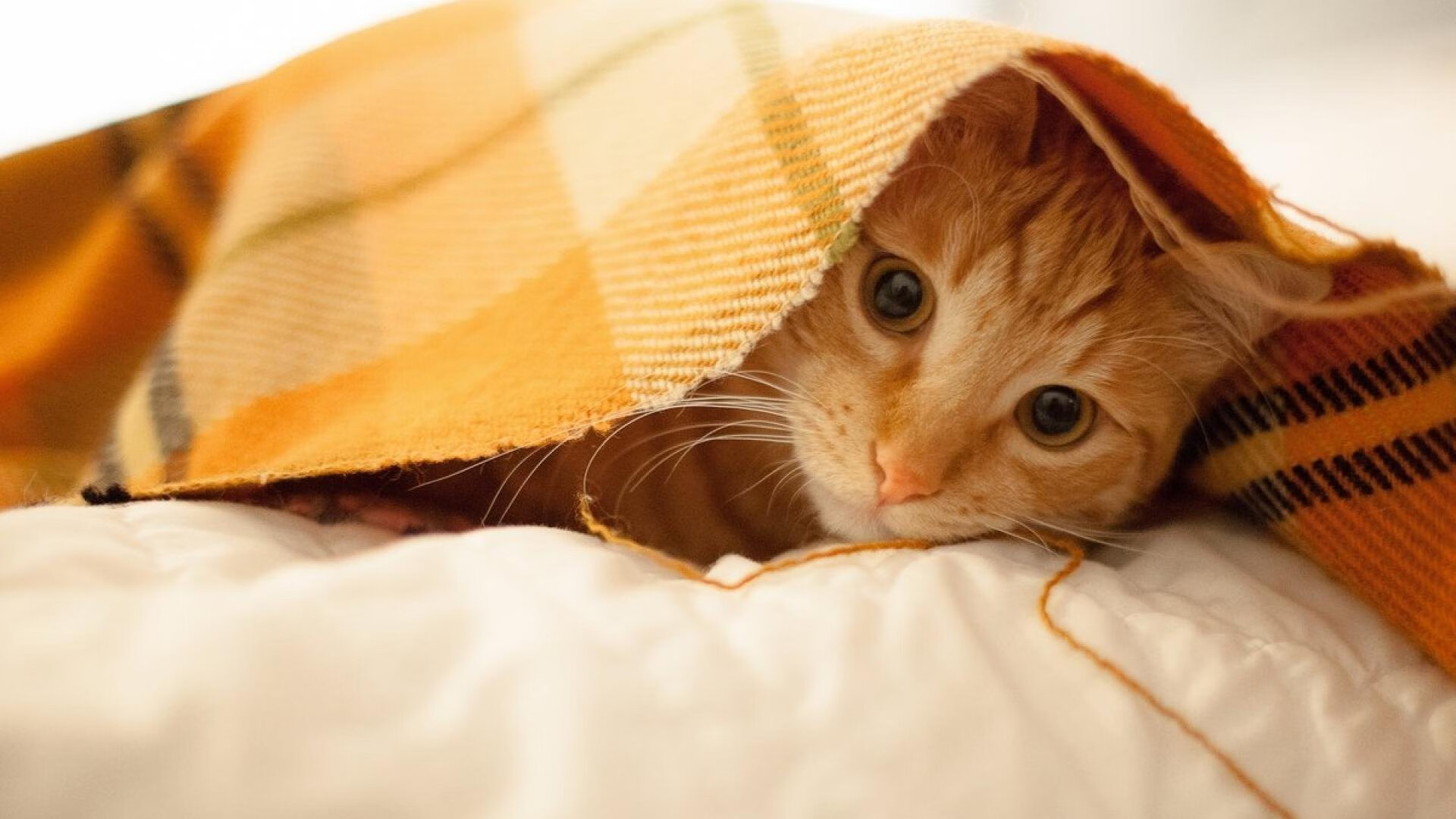 双线逆袭，从CBA生死战场到欧冠荣耀之夜，领袖的剧本何其相似