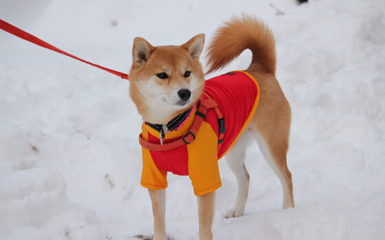 东决之夜，当老炮变成手术师
