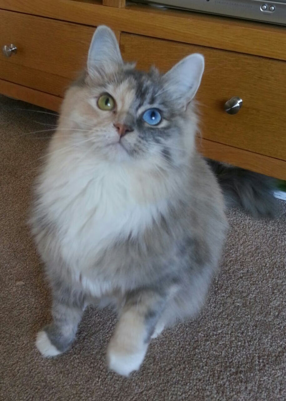 十年一遇的对决，威尔士沉默，少年与暴雨一同咆哮