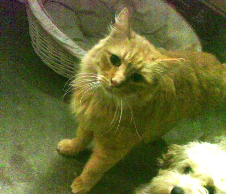 蓝白色的叹息与钢铁的意志,金玟哉如何用存在感为多特蒙德熔铸加时奇迹