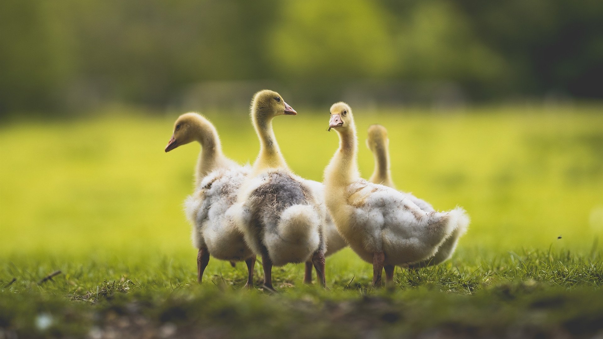 铁血斗牛阵与潘帕斯孤星的雨夜对话