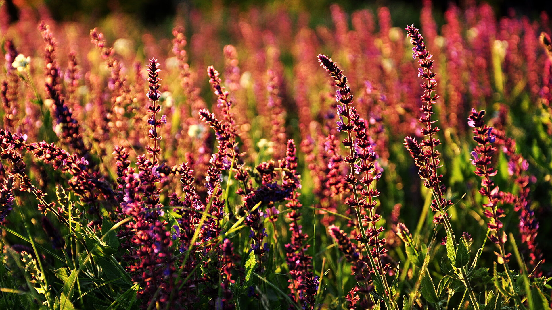 爱游戏大厅-一球定江山，一节定乾坤，哈登的封神夜与深圳队的冠军第三节