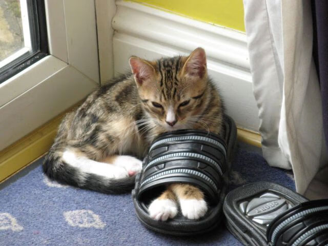 单翼天使的谢幕绝唱，迪马利亚在哥斯达黎加与新西兰间的完美独舞