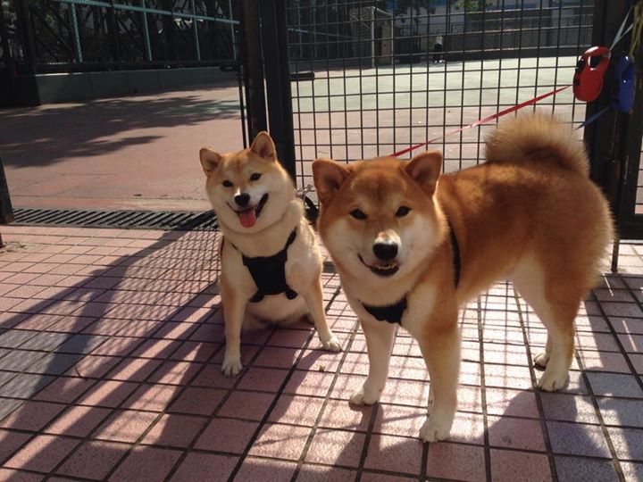 沙漠逆袭，卡拉斯科一射两传导演多特蒙德沙特翻盘好戏