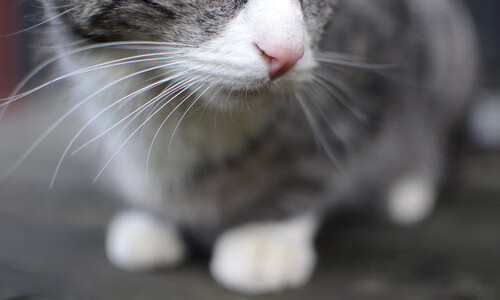 火热小贾伦点燃球馆,群狼斗雄鹿预定年度血战