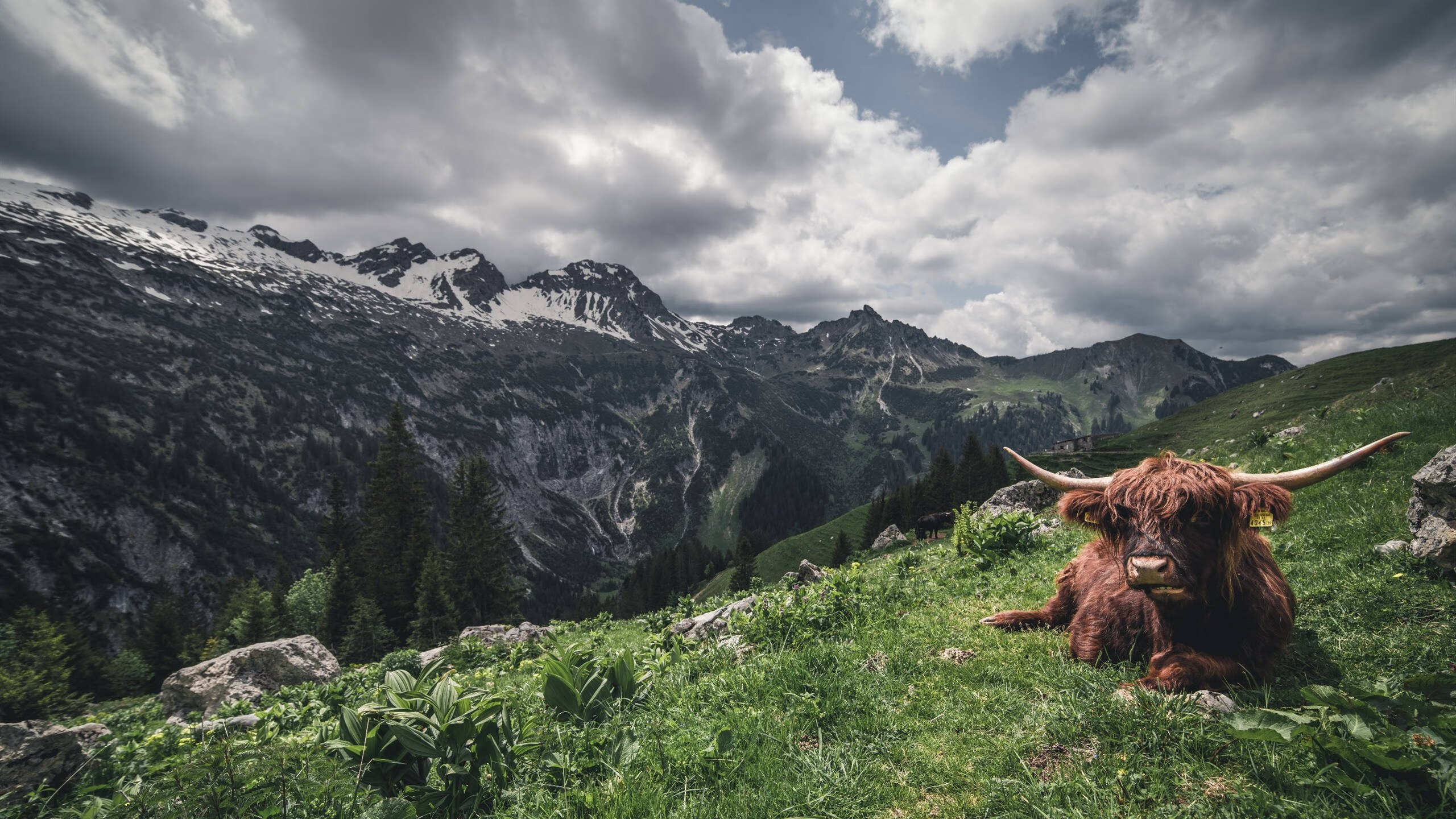 冰与火的碰撞，加纳闪电战击碎葡萄牙，贝林厄姆化身全局掌控者