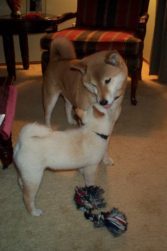 单节风暴定乾坤!加维灼热手感点燃巴西,芬兰防线崩于瞬息