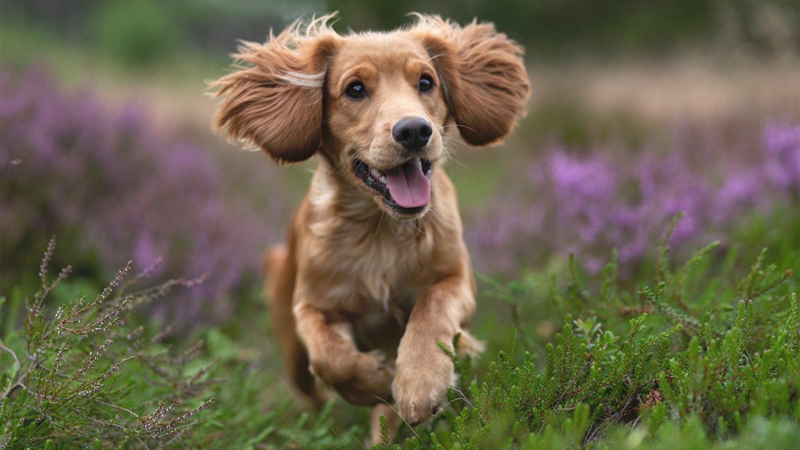 时空错位的对决,当东海岸奇才闯入西决