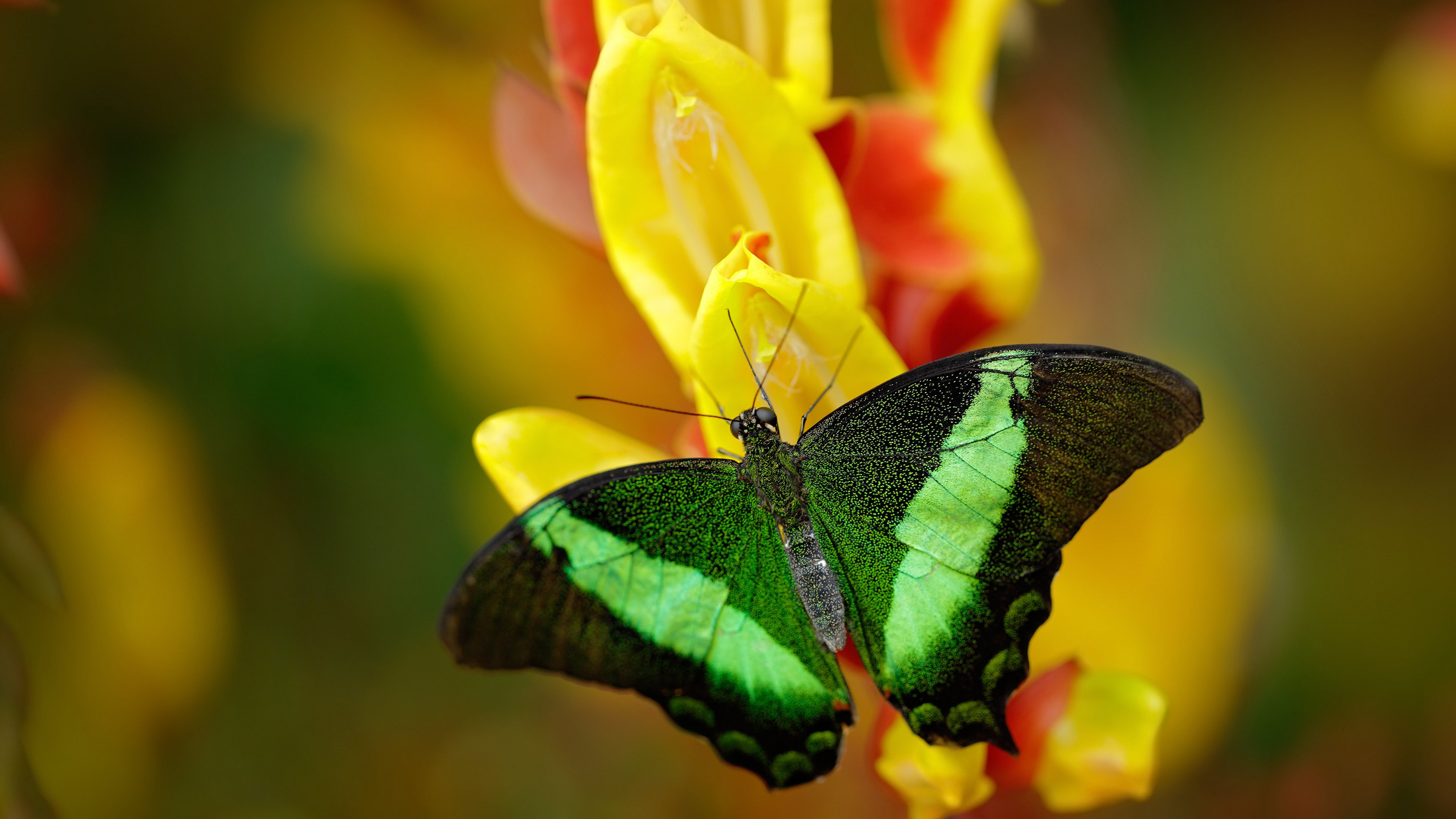 唯一之战，法比尼奥的完美演绎与奥地利的逆袭