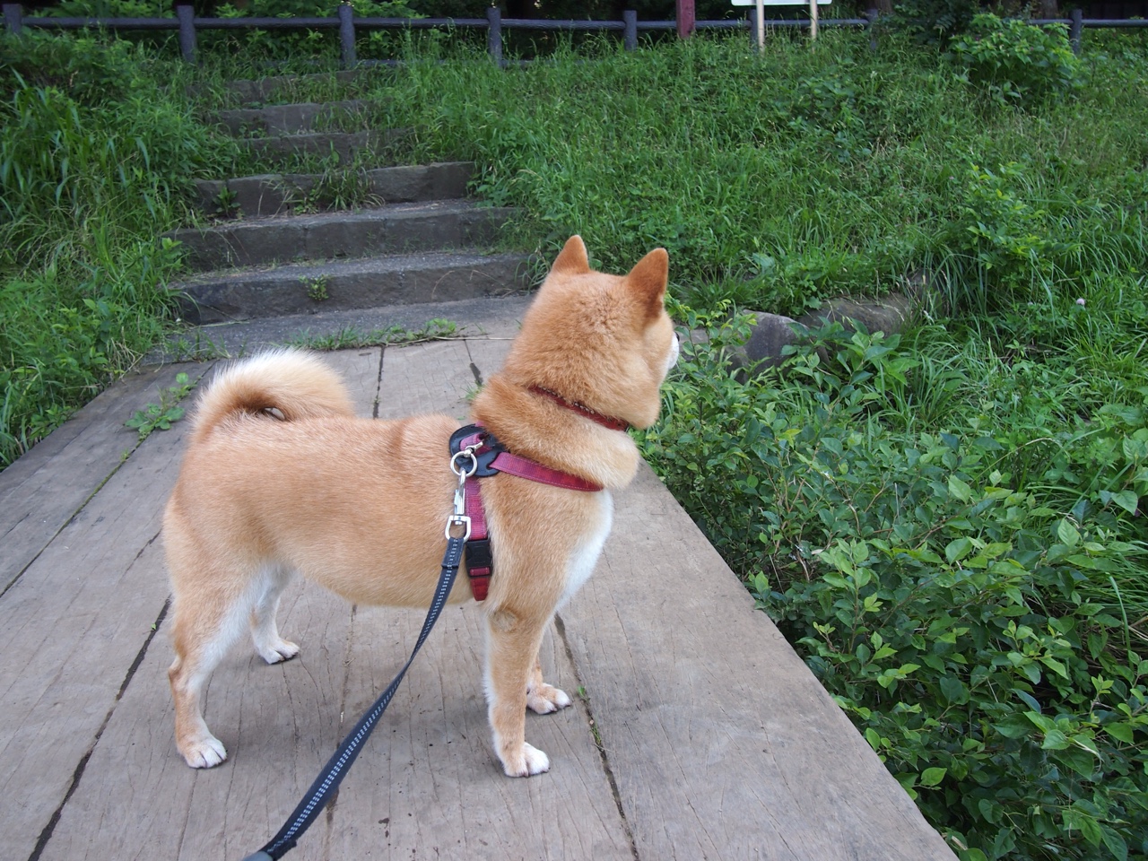 新王诞生!欧冠半决赛之夜贝林厄姆导演史诗逆转