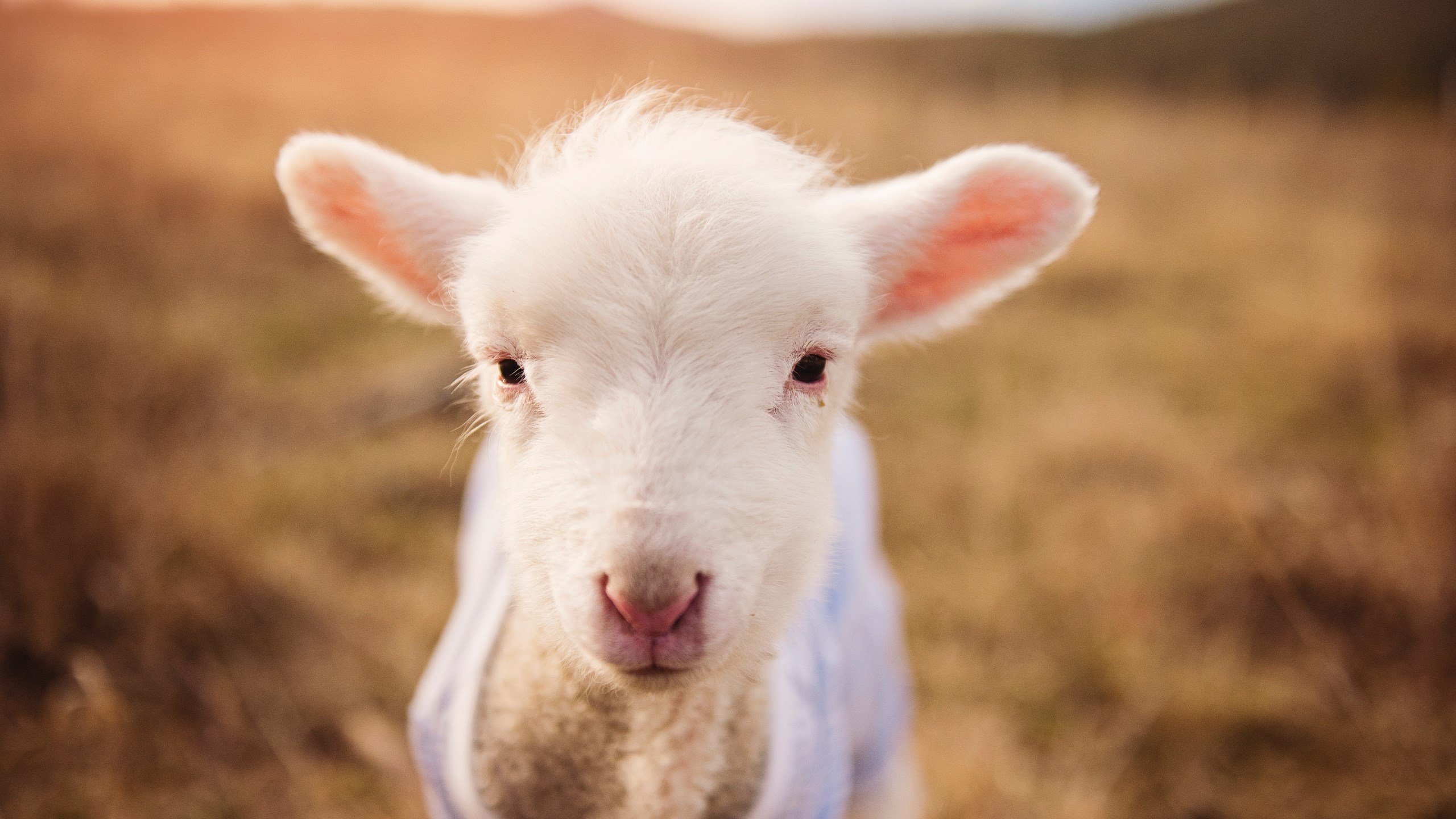 横跨太平洋的终局之战，深圳锁定东决席位，文化碰撞铸就历史性胜利