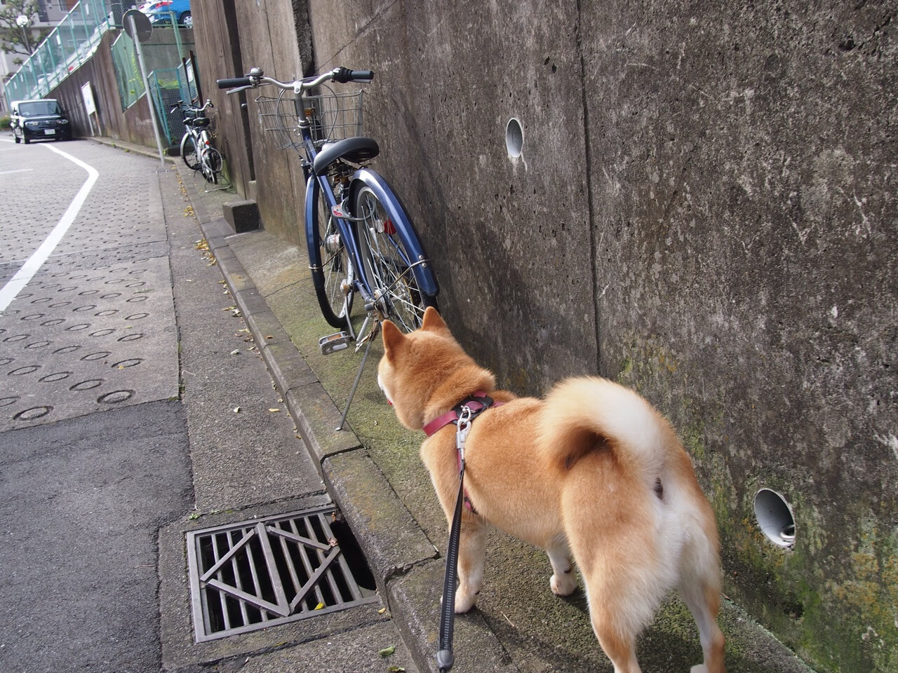 跨界巨星引爆F1决赛夜，詹姆斯如何用篮球心跳改写赛车历史