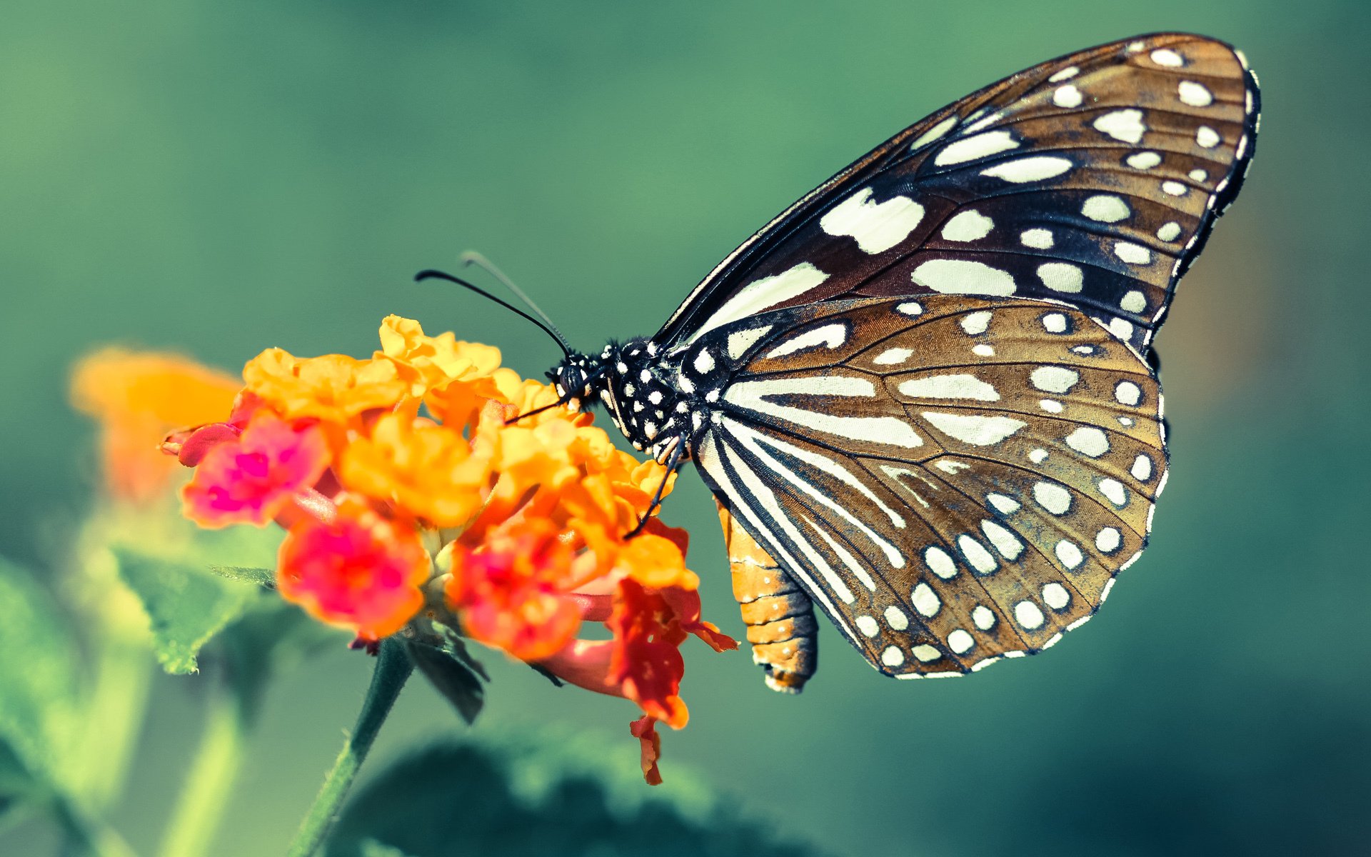 封神一夜，奥运周期关键战，莱奥用绝对高能输出转动命运齿轮
