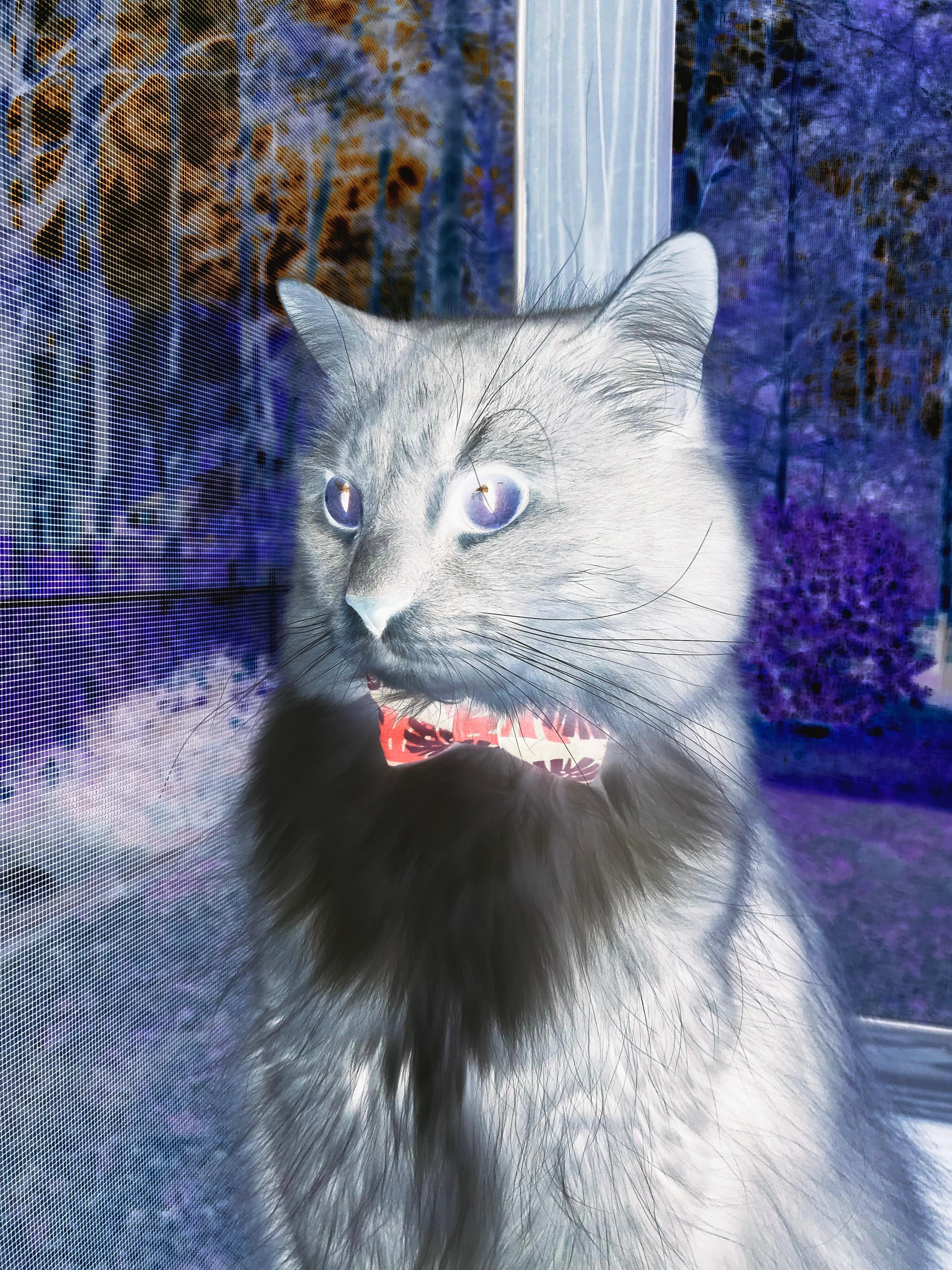 逆光中的磐石,阿拉巴如何在对阵那不勒斯的夜晚定义现代后卫