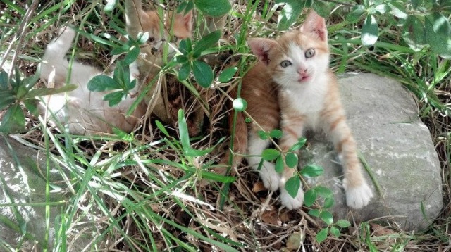 跨界风云，伊拉克足球晋级引爆全球，库尔图瓦转战F1接管年度争冠战