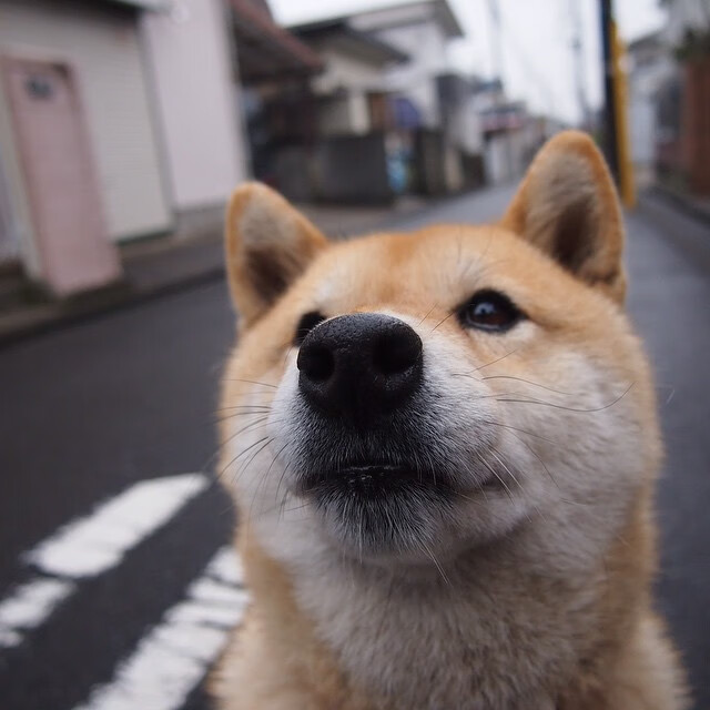 跨界盛宴，塞内加尔狂胜毕尔巴鄂，三笘薰化身关键先生书写传奇